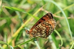 Westlicher Scheckenfalter (Melitaea parthenoides)