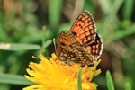 Westlicher Scheckenfalter (Melitaea parthenoides)