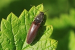 Rotbauchiger Laubschnellk&auml;fer (Athous haemorrhoidalis)