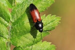 Geg&uuml;rtelter Schnellk&auml;fer (Ampedus balteatus)