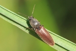 Rotbauchiger Laubschnellk&auml;fer (Athous haemorrhoidalis)