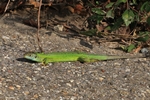 Westliche Smaragdeidechse (Lacerta bilineata) - Männchen