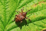 Eichelbohrer (Curculio glandium)