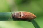 Saat-Schnellk&auml;fer (Agriotes lineatus)