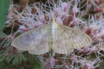 Blasser Nesselz&uuml;nsler (Patania ruralis)