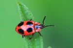 Scharlachroter Pilzk&auml;fer (Endomychus coccineus)