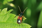 Gr&uuml;ner/Buntfarbener Putzl&auml;ufer (Anchomenus dorsalis)