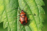 Ohne deutschen Namen (Deraeocoris ruber)