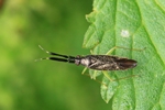 Ohne deutschen Namen (Heterotoma planicornis)
