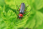 Ohne deutschen Namen (Cantharis pellucida)