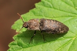 Mausgrauer Schnellk&auml;fer (Agrypnus murinus)