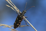Zweibindiger Zangenbock (Rhagium bifasciatum)