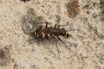 Kupferbrauner- oder D&uuml;nen-Sandlaufk&auml;fer (Cicindela hybrida)