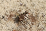 Kupferbrauner- oder D&uuml;nen-Sandlaufk&auml;fer (Cicindela hybrida)