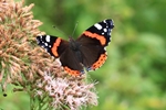 Admiral (Vanessa atalanta)