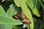 Goldz&uuml;nsler (Pyrausta aurata)