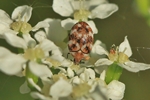 Wollkraut-Bl&uuml;tenk&auml;fer (Anthrenus verbasci)