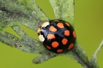 Asiatischer Marienk&auml;fer (Harmonia axyridis)