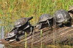 Europ&auml;ische Sumpfschildkr&ouml;te (Emys orbicularis)