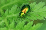 Ohne deutschen Namen (Chrysolina graminis)