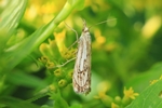 Ohne deutschen Namen (Catoptria falsella)