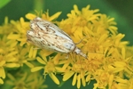  Ohne deutschen Namen (Catoptria falsella)