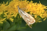  Ohne deutschen Namen (Catoptria falsella)