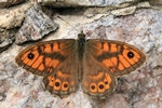 Mauerfuchs - M&auml;nnchen (Lasiommata megera)