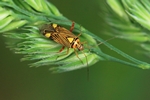Eichen-Schmuckwanze (Rhabdomiris striatellus)