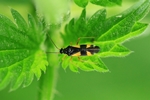 Ohne deutschen Namen (Dryophilocoris flavoquadrimaculatus)
