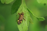 Eichen-Schmuckwanze (Rhabdomiris striatellus)