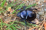 Waldmistk&auml;fer (Anoplotrupes stercorosus)