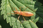 Ohne deutschen Namen (Nabis lineatus)