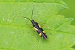 Ohne deutschen Namen (Dryophilocoris flavoquadrimaculatus)