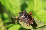 Rotbeinige Baumwanze (Pentatoma rufipes)