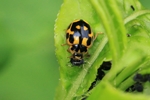 Vierzehnpunkt-Marienk&auml;fer (Propylea quatuordecimpunctata)