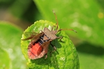 Lederwanze (Coreus marginatus)