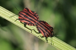 Streifenwanze (Graphosoma lineatum)