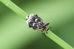 Stolperk&auml;fer (Valgus hemipterus)