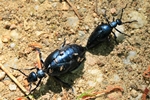 Schwarzblauer &Ouml;lk&auml;fer (Meloe proscarabaeus)