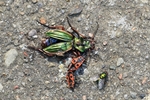 Goldlaufk&auml;fer (Carabus auratus)