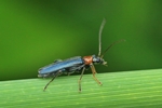  Ohne deutschen Namen (Oedemera croceicollis)