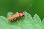 Ohne deutschen Namen (Cantharis cryptica)