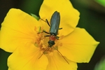  Ohne deutschen Namen (Oedemera croceicollis)