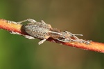 Gro&szlig;er Lupinen-Blattrandr&uuml;ssler (Sitona gressorius)