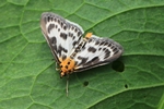Brennnesselz&uuml;nsler (Anania hortulata)
