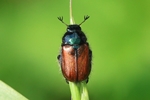 Gartenlaubk&auml;fer (Phyllopertha horticola)