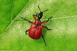Haselblattroller (Apoderus coryli)