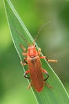 Variabler Weichk&auml;fer (Cantharis livida)