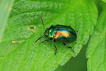 Oval&auml;ugiger Blattk&auml;fer (Chrysolina fastuosa)